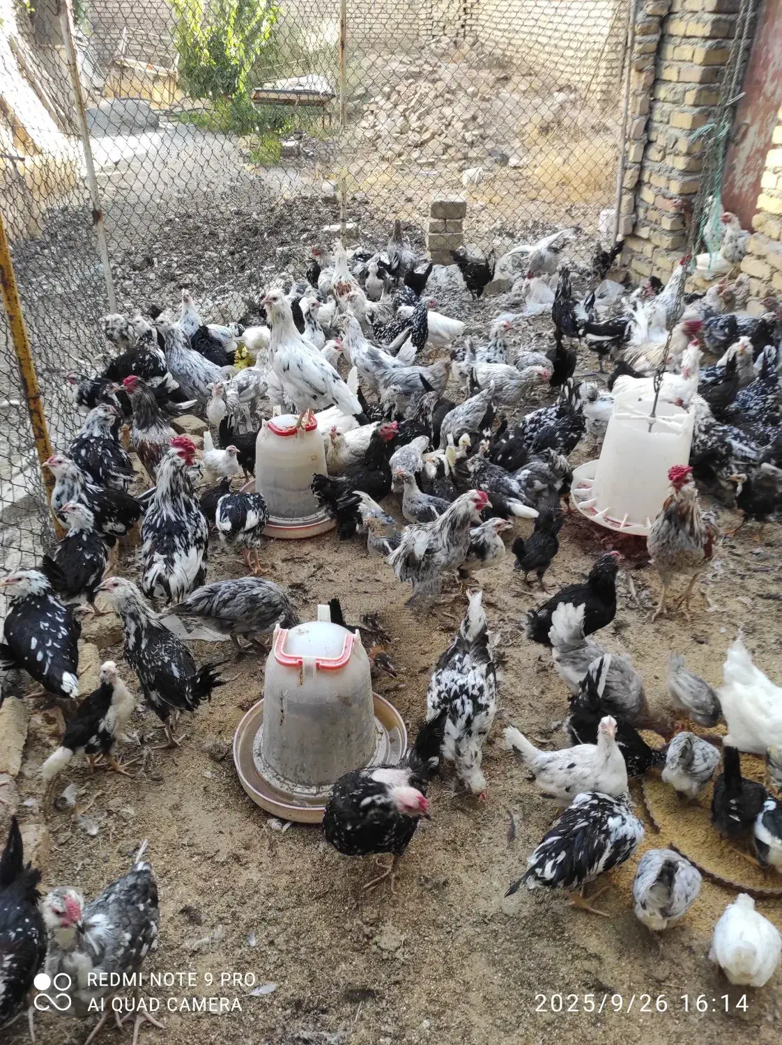 تخم مرغ نطفه دار گلین با ضمانت نود درصد|حیوانات مزرعه|شهرکرد, |دیوار