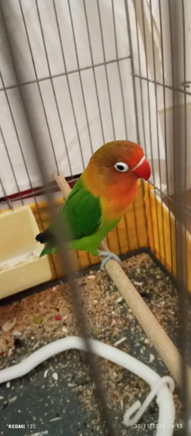 یک عدد کوتوله برزیلی نر بالغ|پرنده|قم, چهار مردان|دیوار