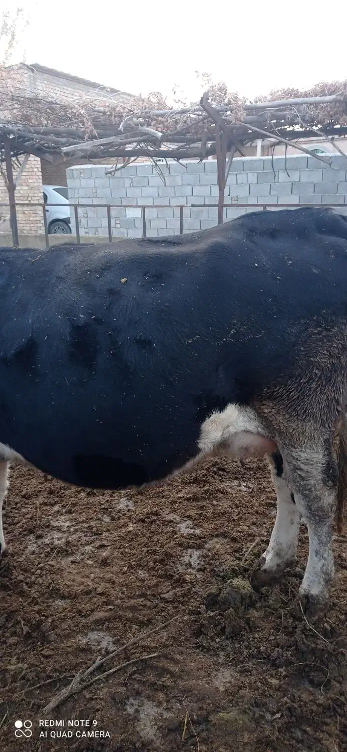 گاو سیمیتال سیاه|حیوانات مزرعه|نوشین شهر, |دیوار