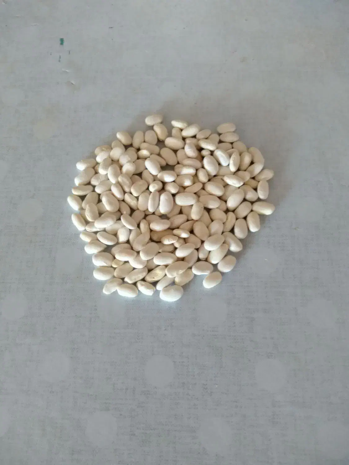 لوبیا سفید|خوردنی و آشامیدنی|داران, |دیوار