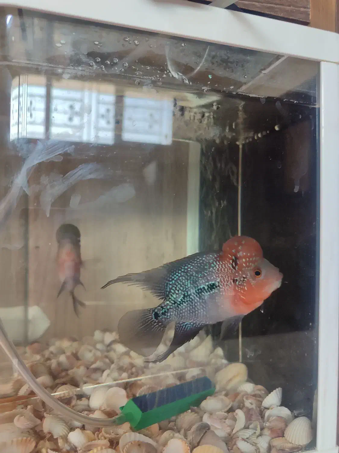 فلاور بهترین نژاد|ماهی|تربت جام, شهید نصرالهی|دیوار