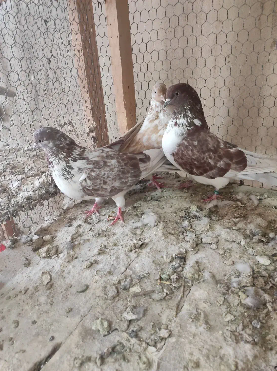 کبوتر گرگی|پرنده|نوشین شهر, |دیوار