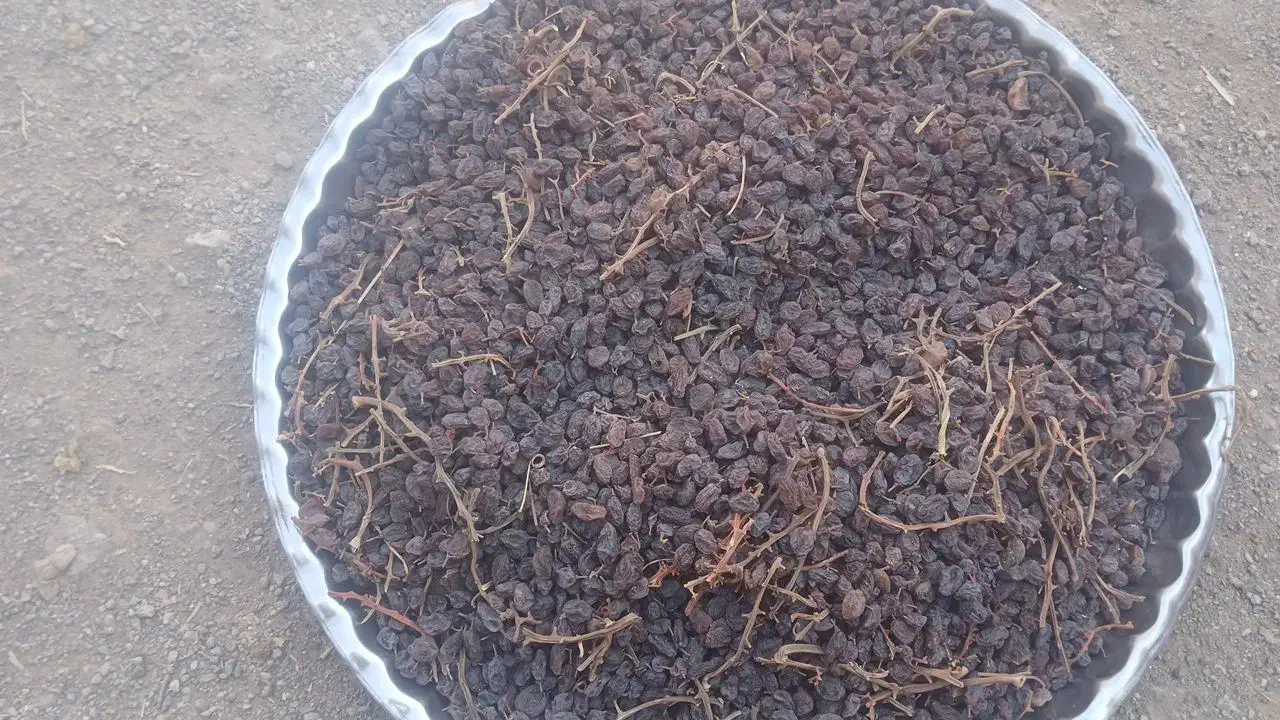 کشمش به صورت عمده|خوردنی و آشامیدنی|تاکستان, |دیوار