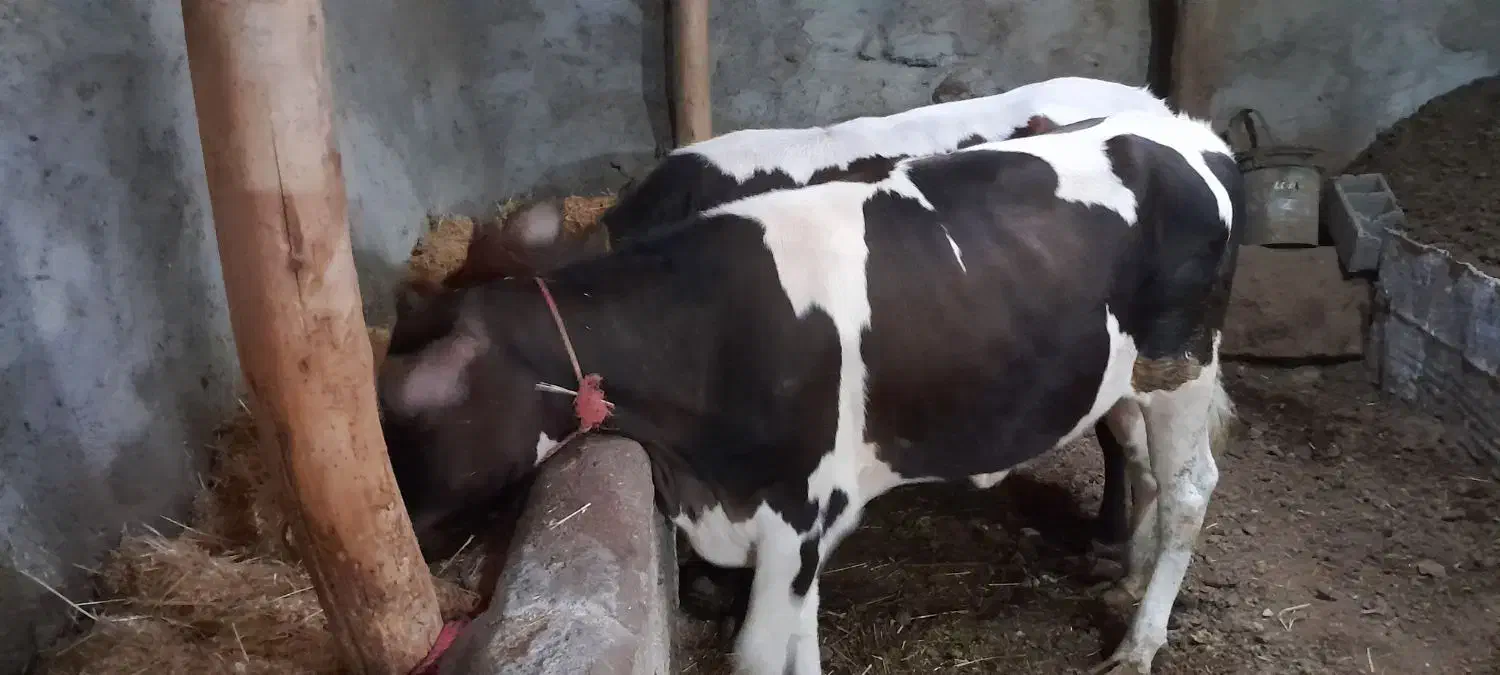 گوساله ماده|حیوانات مزرعه|مشگین شهر, |دیوار