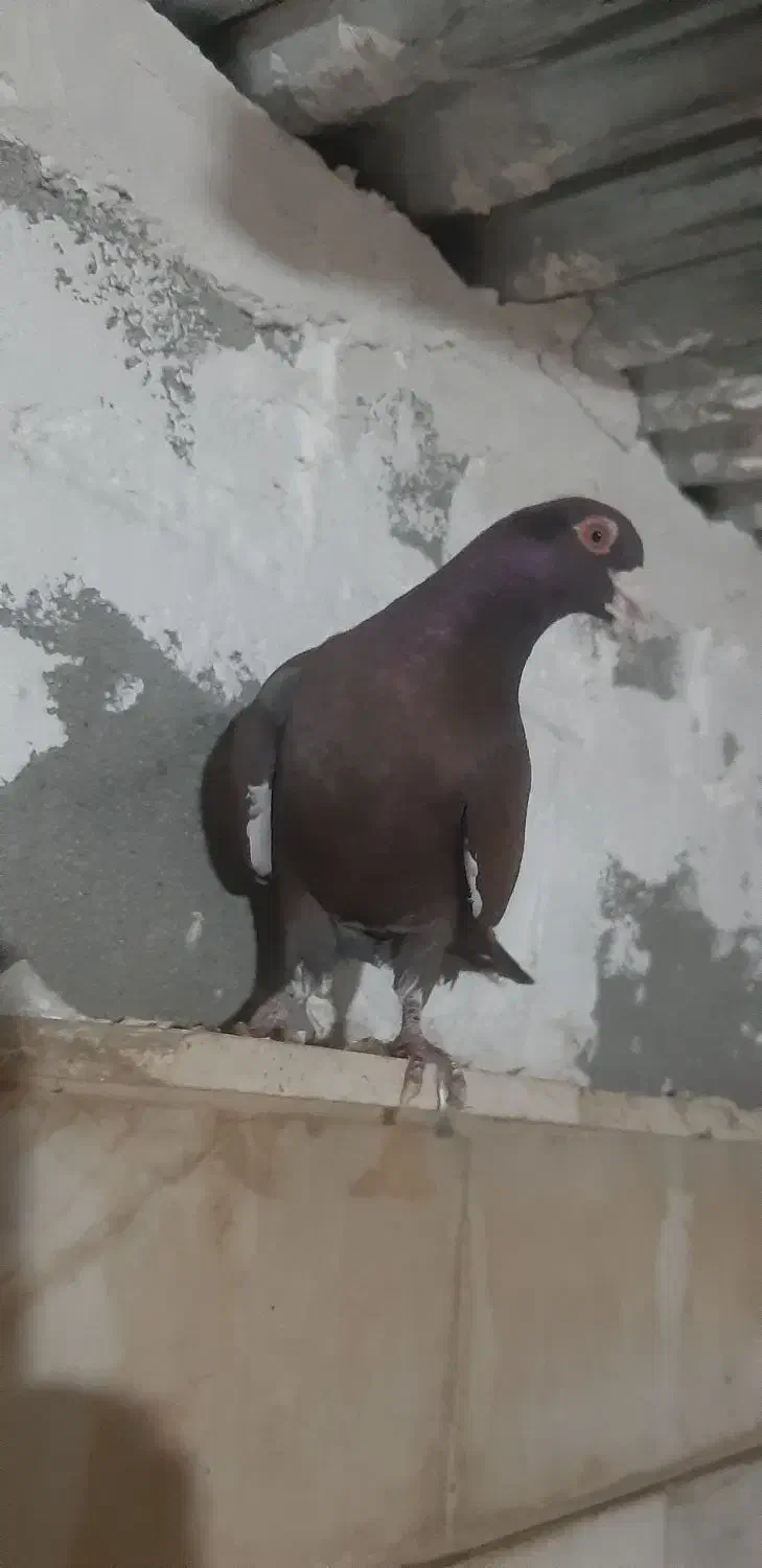 کفتر|پرنده|شیراز, پودنک|دیوار