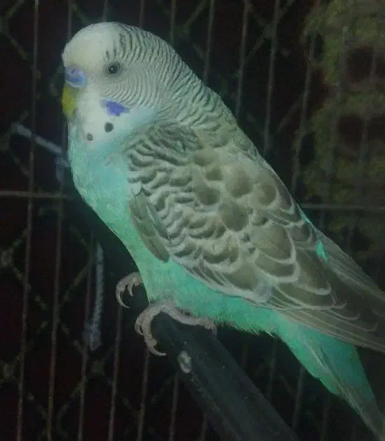 دو عدد مرغ عشق خوش رنگ و زیبا|پرنده|کبودرآهنگ, |دیوار