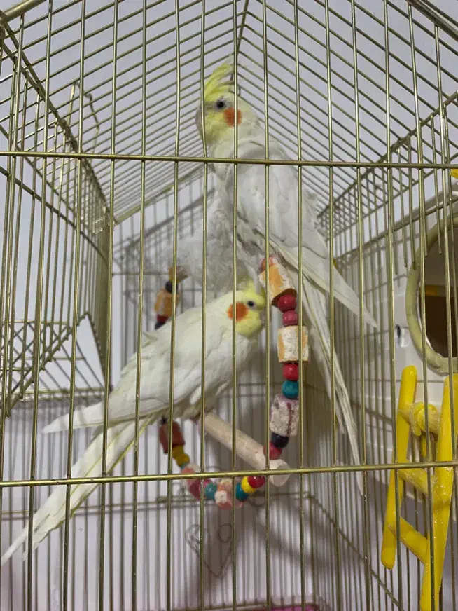 جفت عروس هلندی نیم رام سخنگو مولد لتینو روتخم|پرنده|کرمان, |دیوار