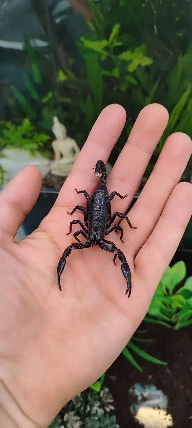 آکواریوم ماهی|ماهی|اردبیل, |دیوار