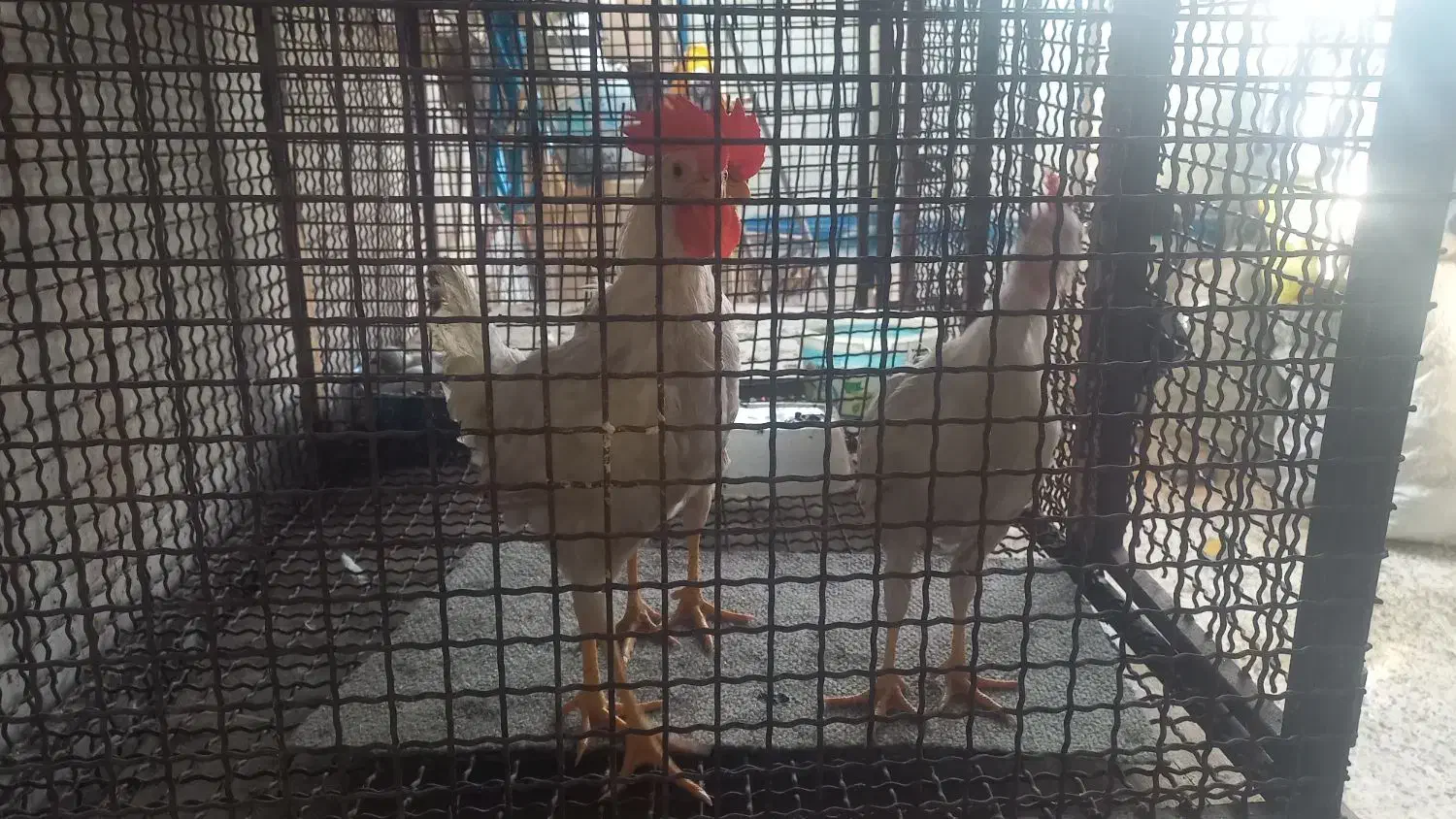 خروش|حیوانات مزرعه|پاکدشت, پاکدشت (مامازند)|دیوار