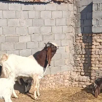 نر بز گلابی|حیوانات مزرعه|عطاملک, |دیوار