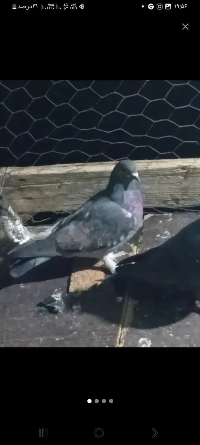 کبوتر هر ک خواست پیام بده|پرنده|عنبرآباد, |دیوار