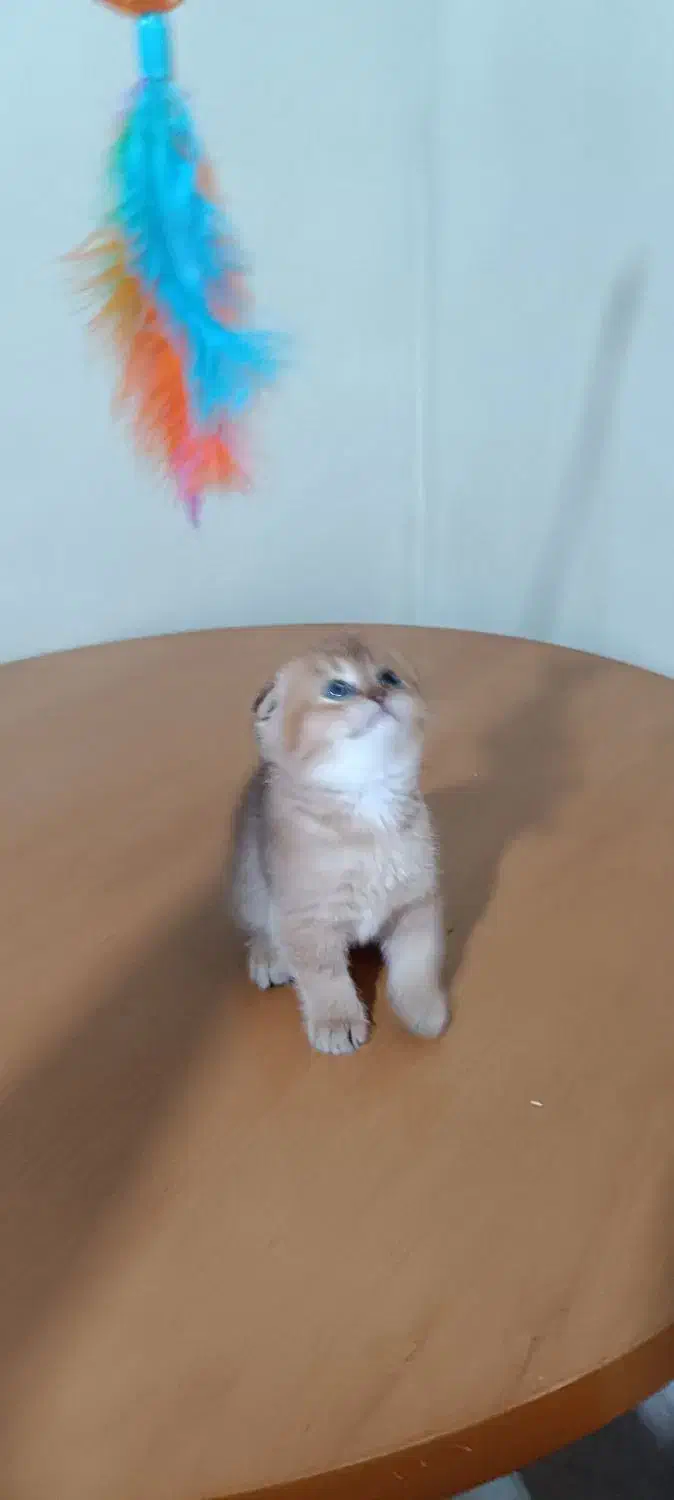 سرپرستی اسکاتیش بریتیش|گربه|بوشهر, |دیوار