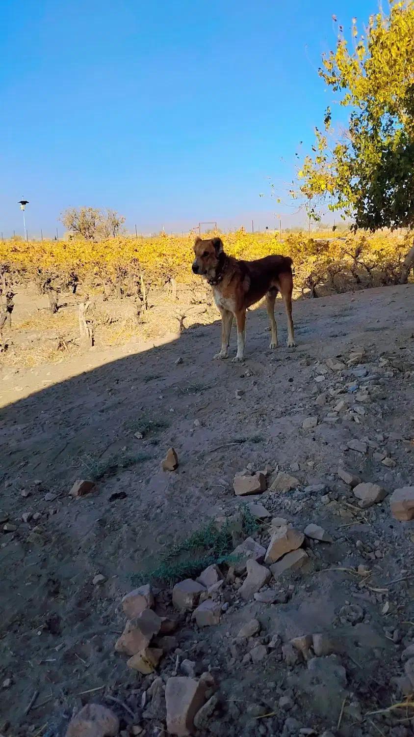 واگذاری سگ|سگ|بردسکن, |دیوار