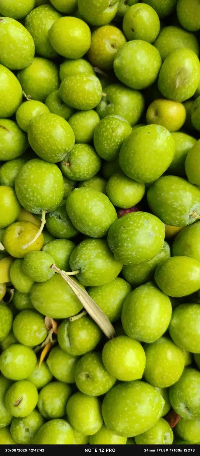 زیتون طارم به همراه دستگاه زیتون شکن رایگان|حراج|رشت, نظری|دیوار