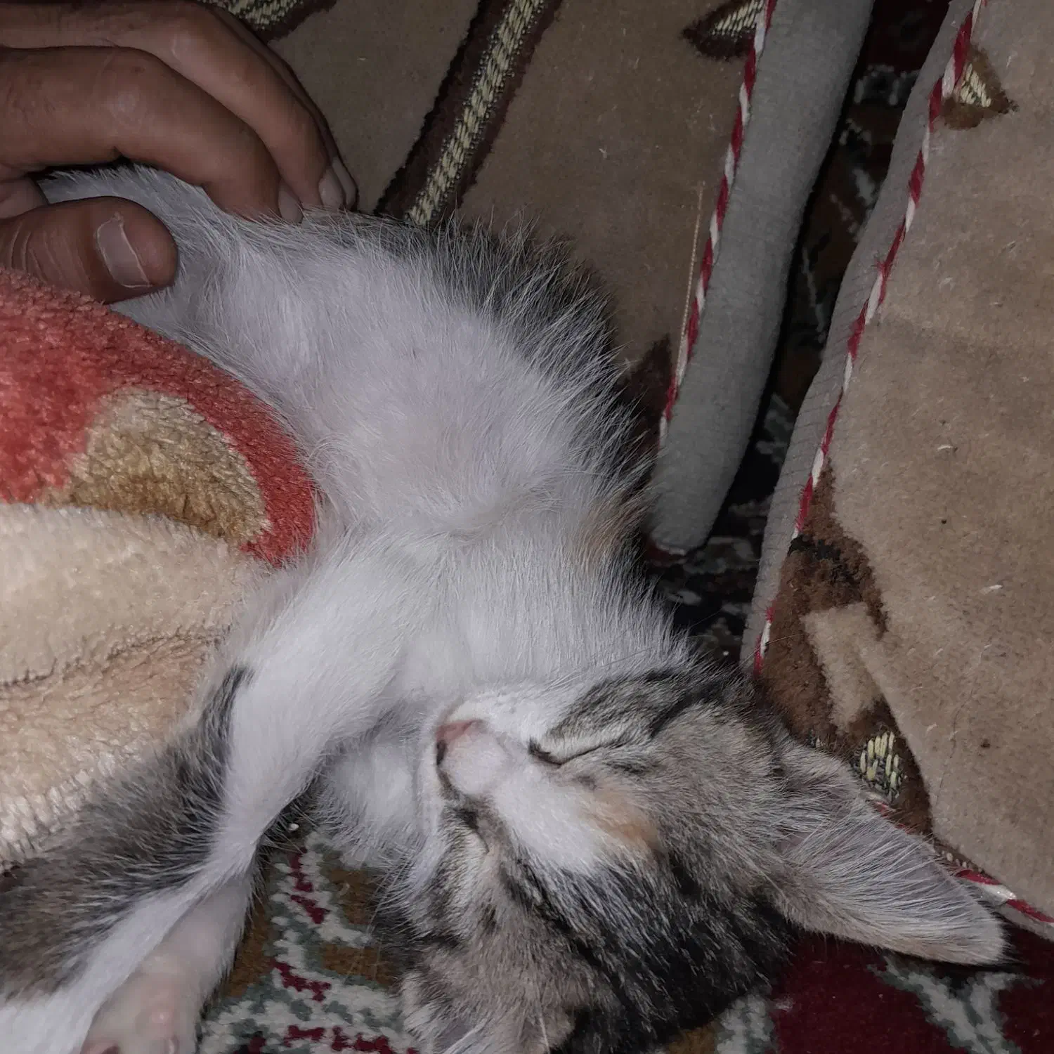 بچه گربه گم شده|حیوانات|داراب, |دیوار