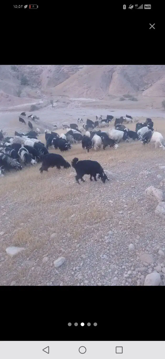 گله بز|حیوانات مزرعه|هندیجان, |دیوار