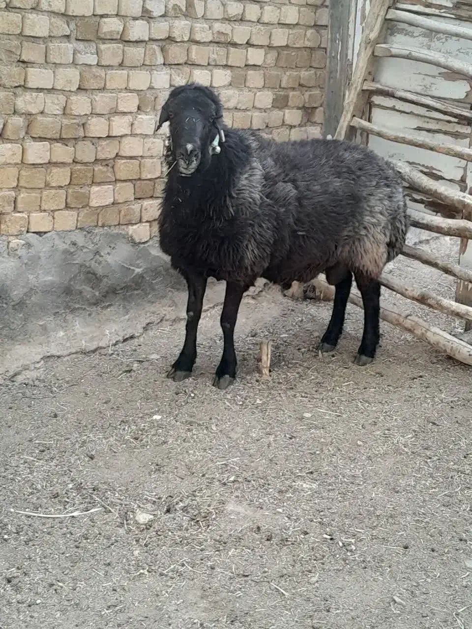 قوچ ۳ساله دو رگه نژاد دار کاربلد فراهان ماستر|حیوانات مزرعه|فرمهین, |دیوار