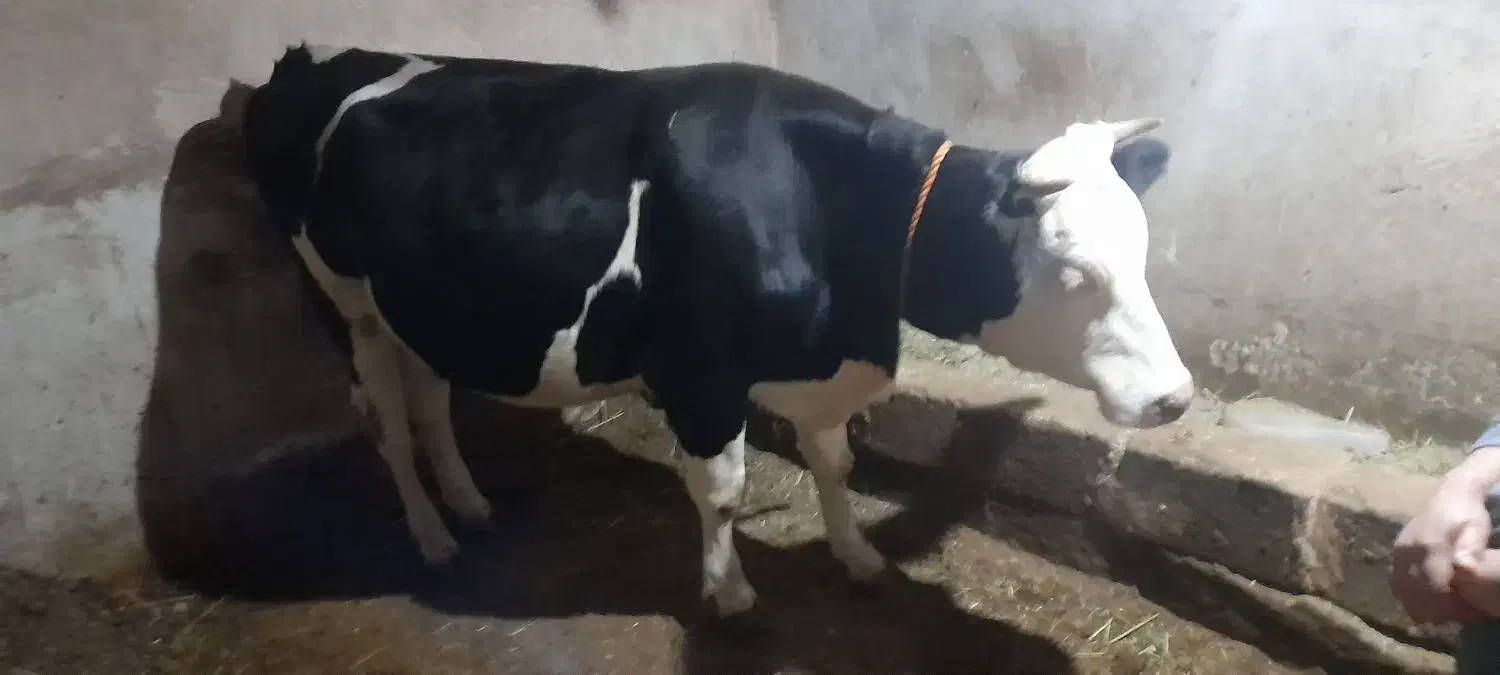 گاو شکم اول|حیوانات مزرعه|صومای برادوست, |دیوار