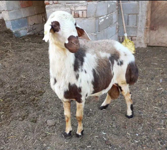 قصابی و ذبح گوسفند و گوساله( قصاب سیار )|خدمات پذیرایی، مراسم|اردبیل, |دیوار