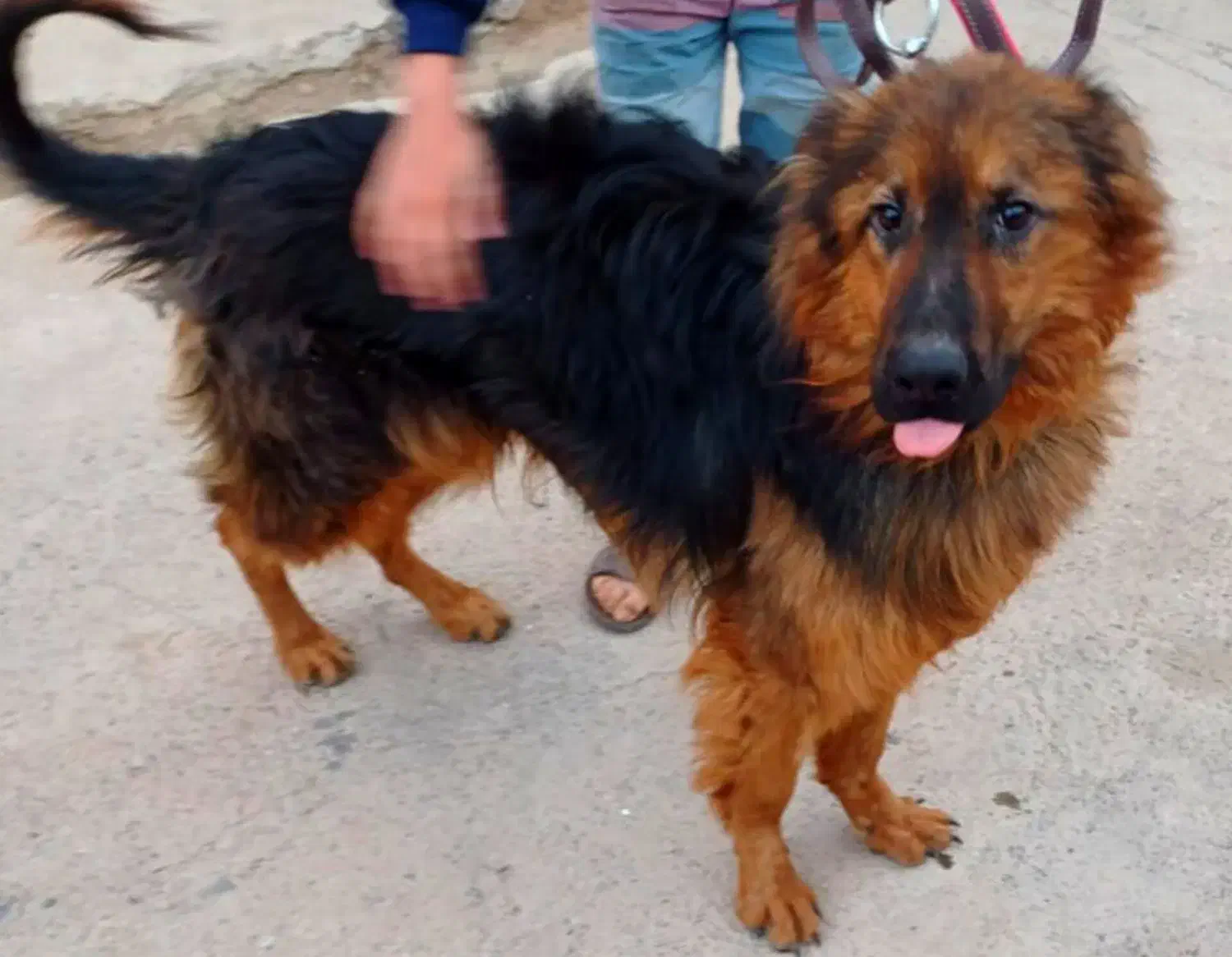 واگذاری سگ ژرمن نر ۱۱ ماهه|سگ|کرمان, |دیوار