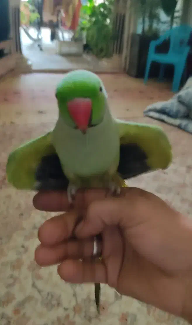 طوطی ملنگو فول دستی سخنگو|پرنده|برخوار, |دیوار