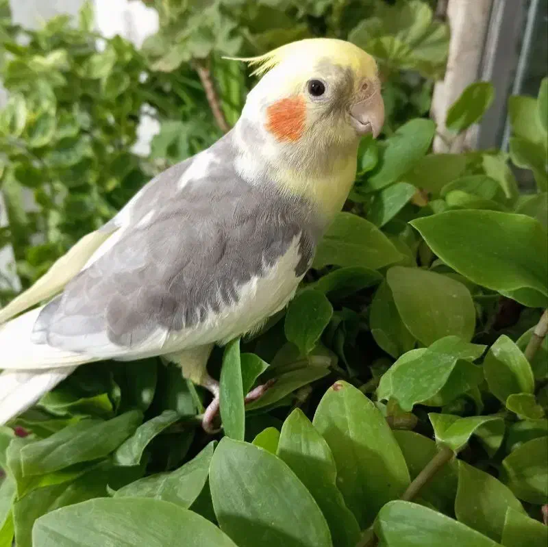 عروس هلندی نر|پرنده|شهرکرد, |دیوار