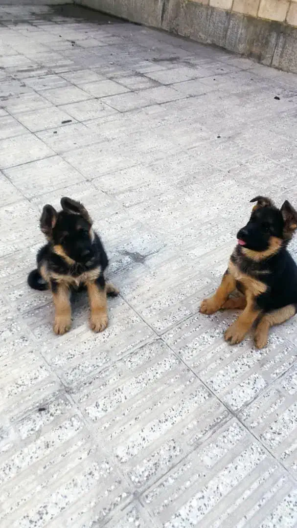 توله ماده و نر ژرمن شپرد|سگ|محمدشهر, محمدشهر|دیوار