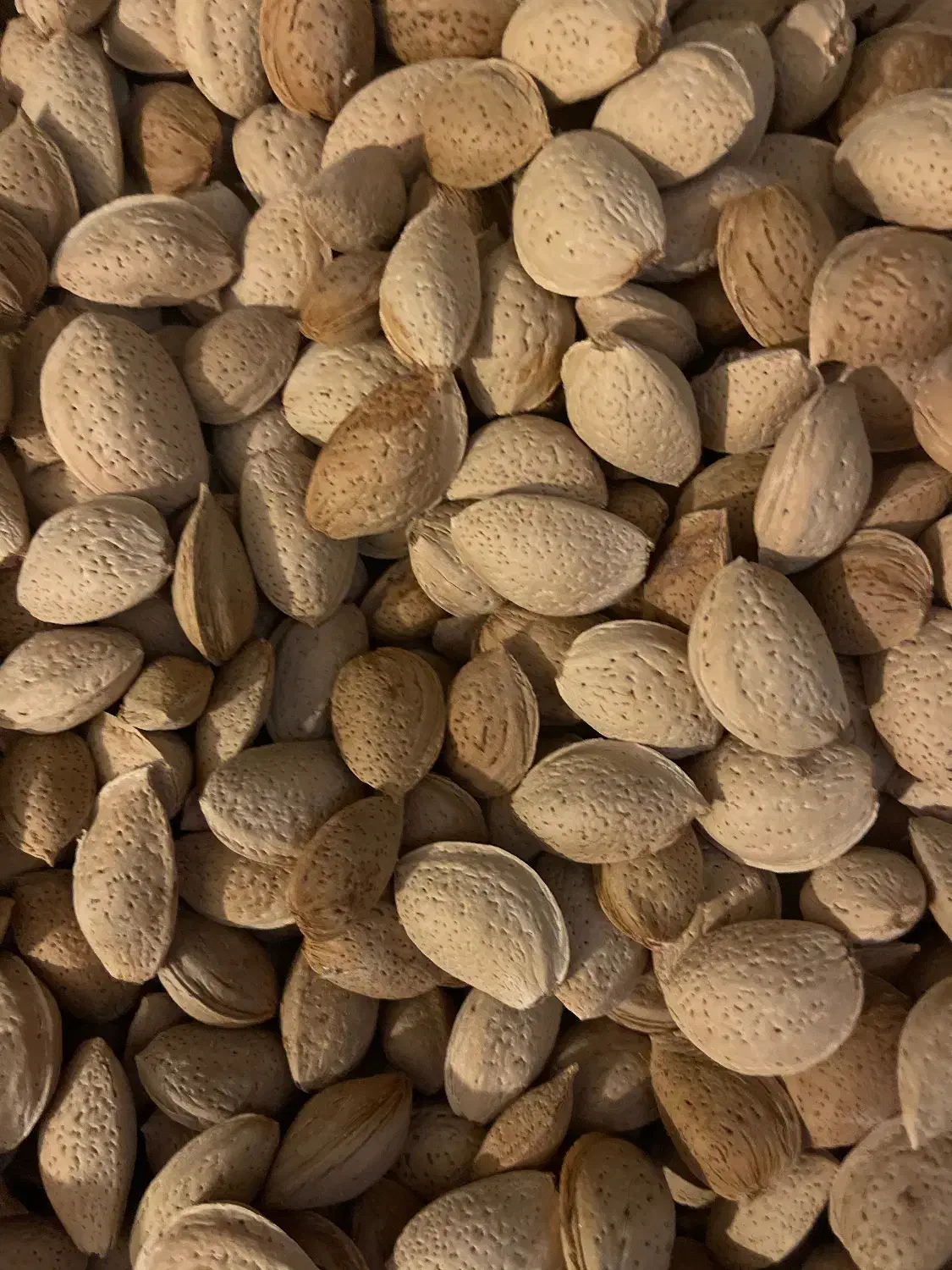 فروش بادام درختی|عمده‌فروشی|شیراز, قصرالدشت|دیوار