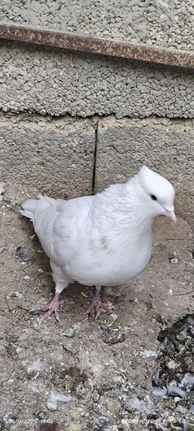 طوقی پلاکی سفید پرشی|پرنده|شاهینشهر, شهرک سایت|دیوار