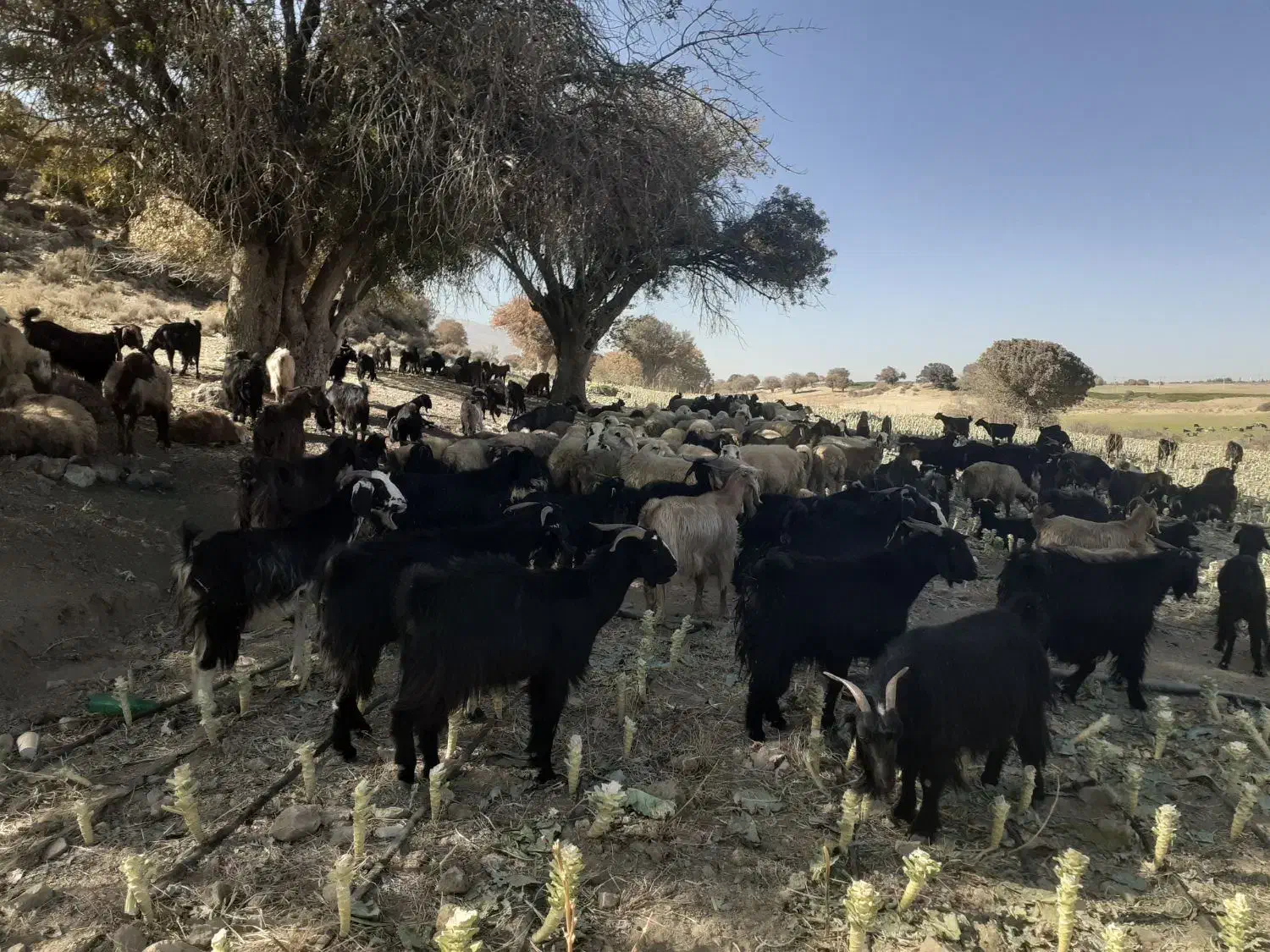 بز داشتی جوان|حیوانات مزرعه|طسوج, |دیوار