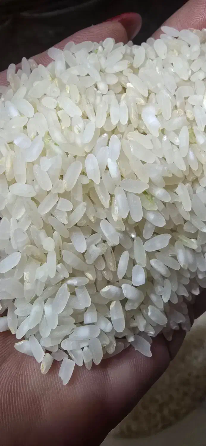 فروش برنج محلی|خوردنی و آشامیدنی|فیروزآباد (فارس), |دیوار