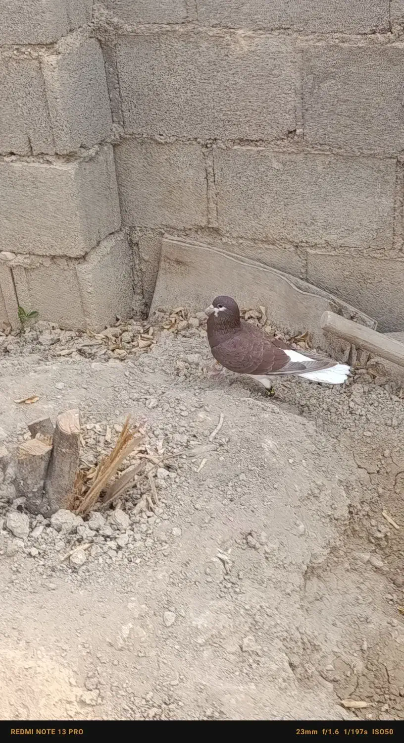 یه کفتر دونبی مادر عالی|پرنده|جم, |دیوار