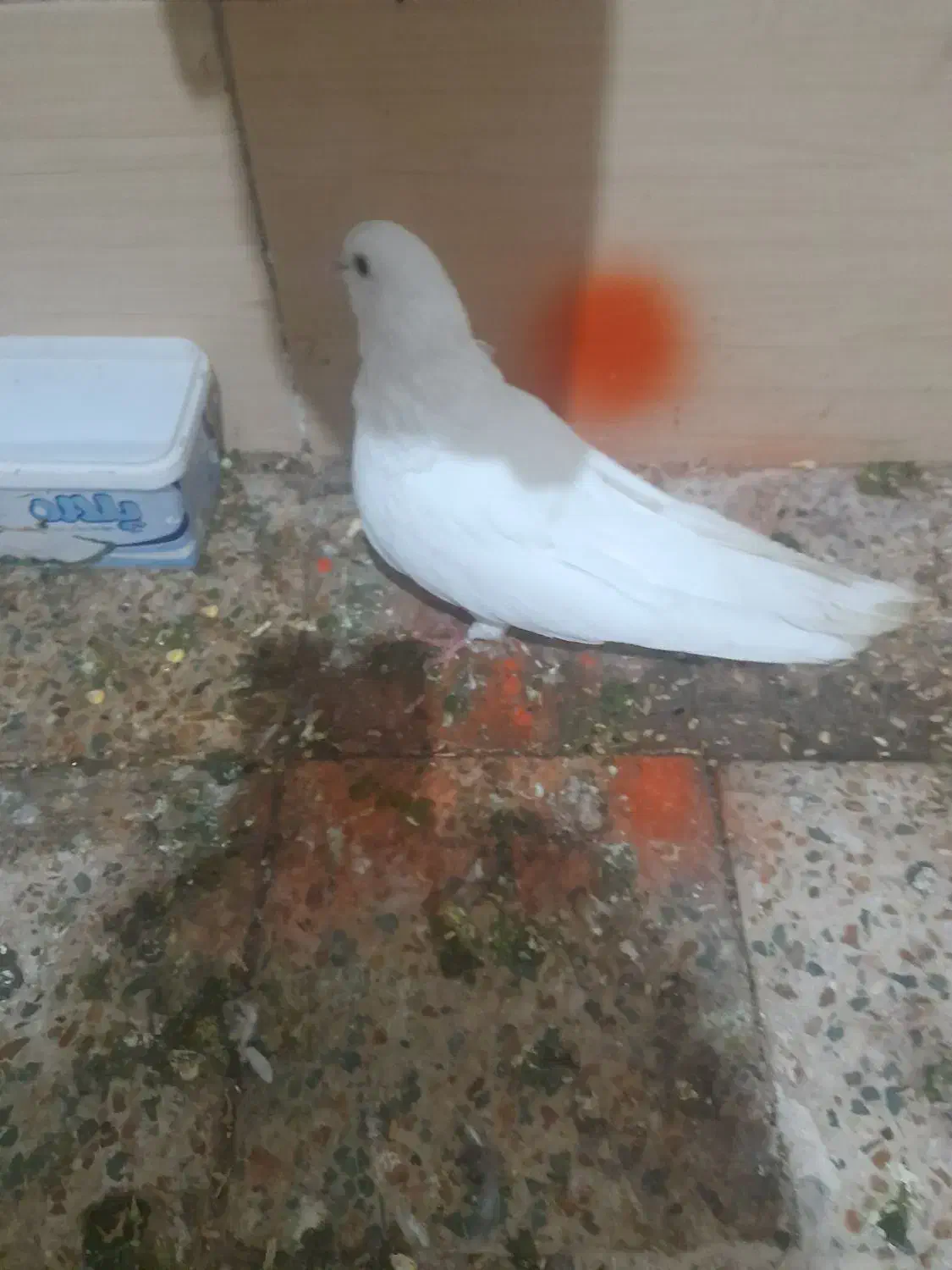 دوتاکفتره فروشی هردوگرفتنی|پرنده|اشترینان, |دیوار