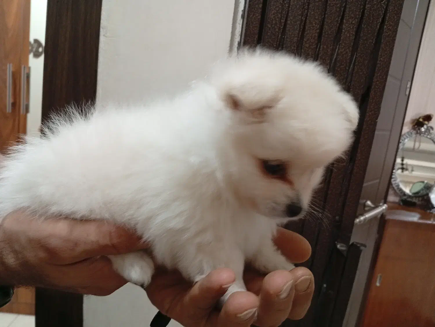 سگ پامرین سفید خرسی نر 70 روزه|سگ|پردیس, فاز ۸|دیوار