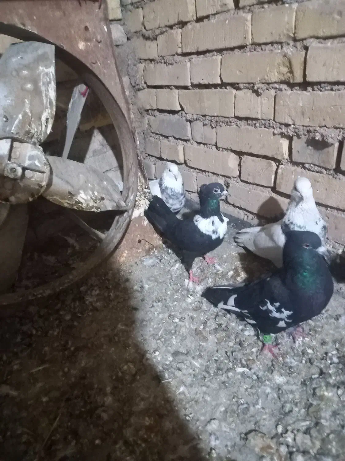 منطقه باوی|پرنده|باوی, |دیوار