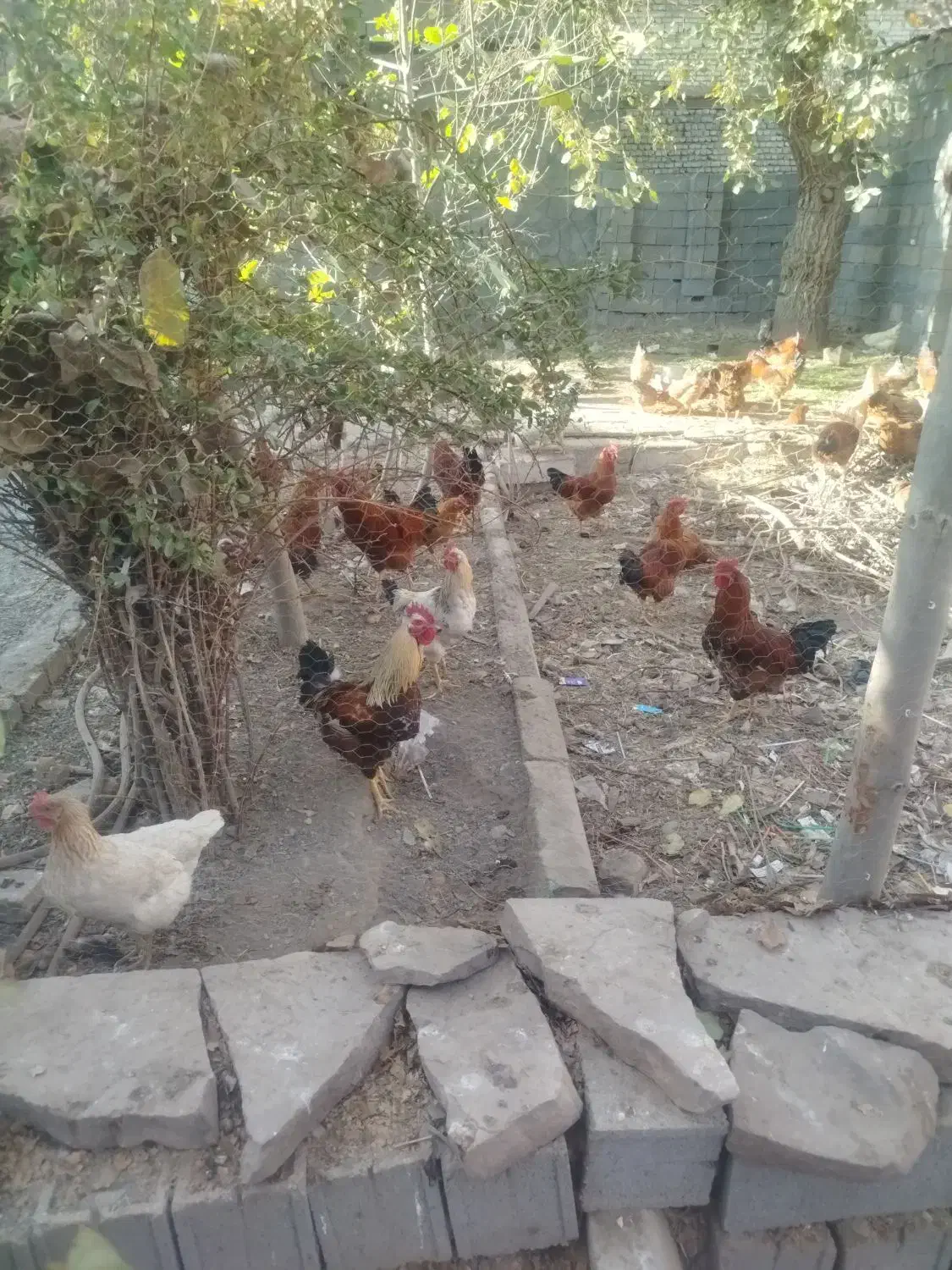 خروس|حیوانات مزرعه|مشهد, جاهد شهر|دیوار