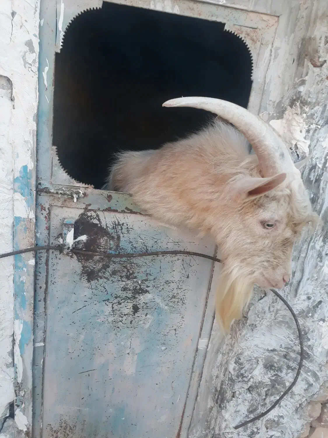 تکه سانن|حیوانات مزرعه|درمیان, |دیوار