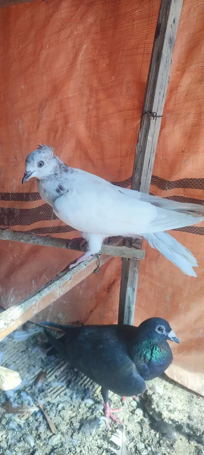 کبوتر کفتر|پرنده|رودان, |دیوار