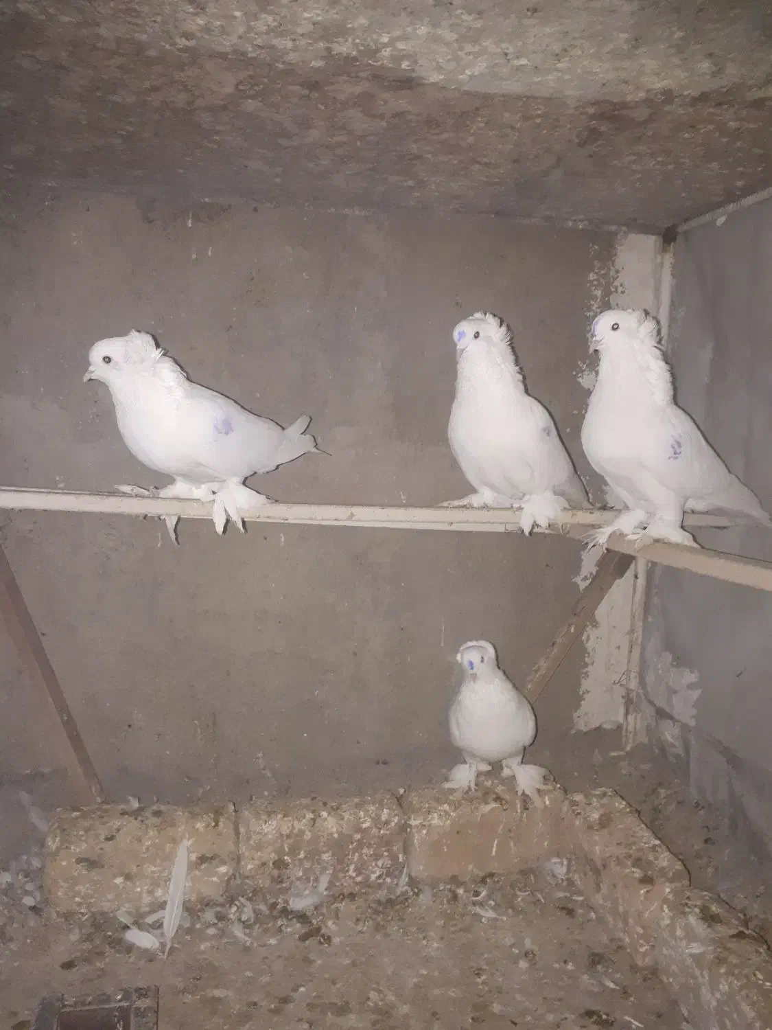 کبوتر.کبوتر تزعینی|پرنده|ماهدشت, |دیوار