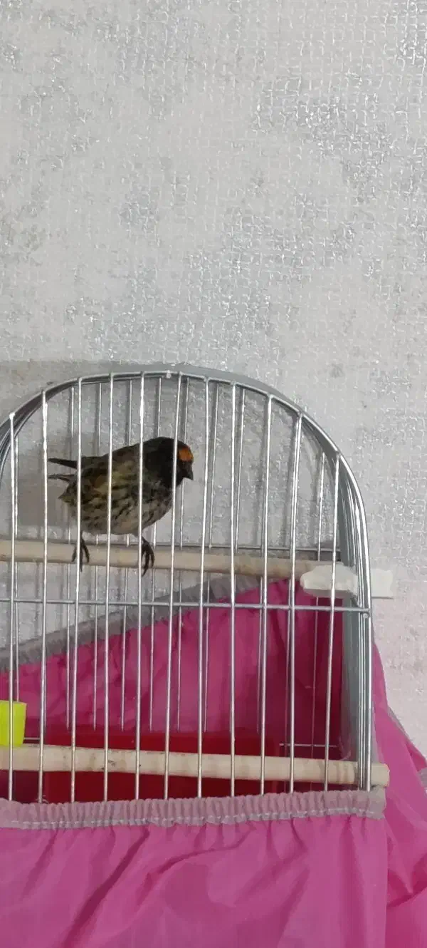 گلبسر نر|پرنده|شاهینشهر, مسکن مهر|دیوار