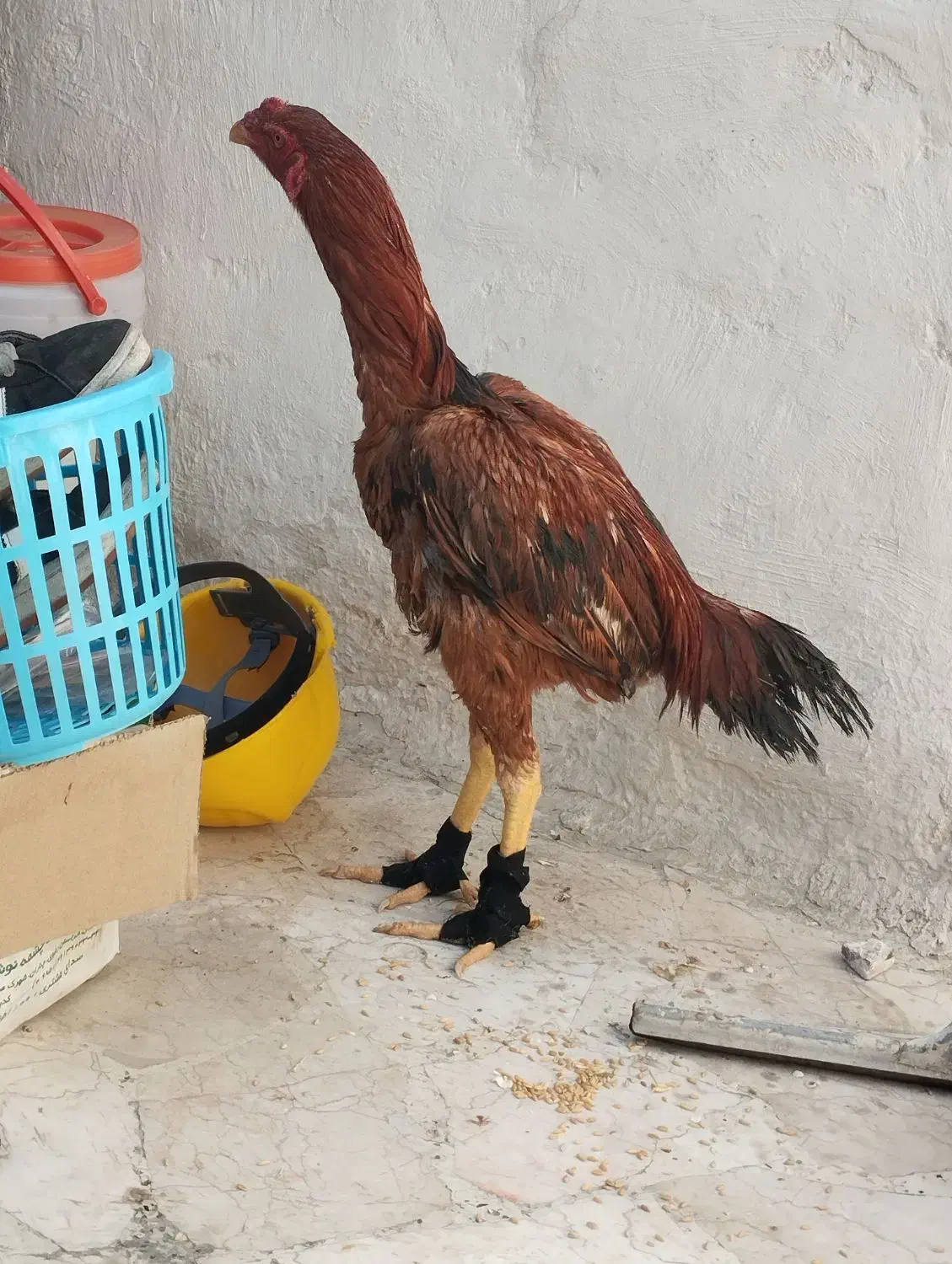 لاری|حیوانات مزرعه|نسیم‌شهر, |دیوار