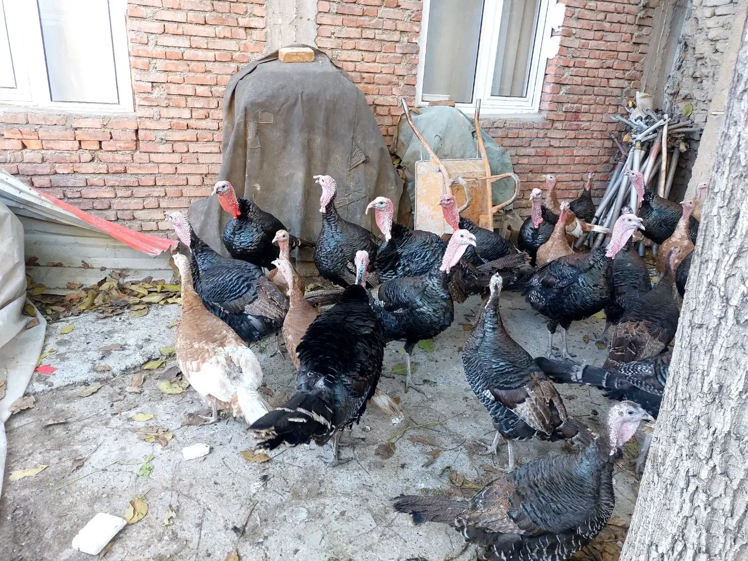 قلی محلی|حیوانات مزرعه|سقز, |دیوار