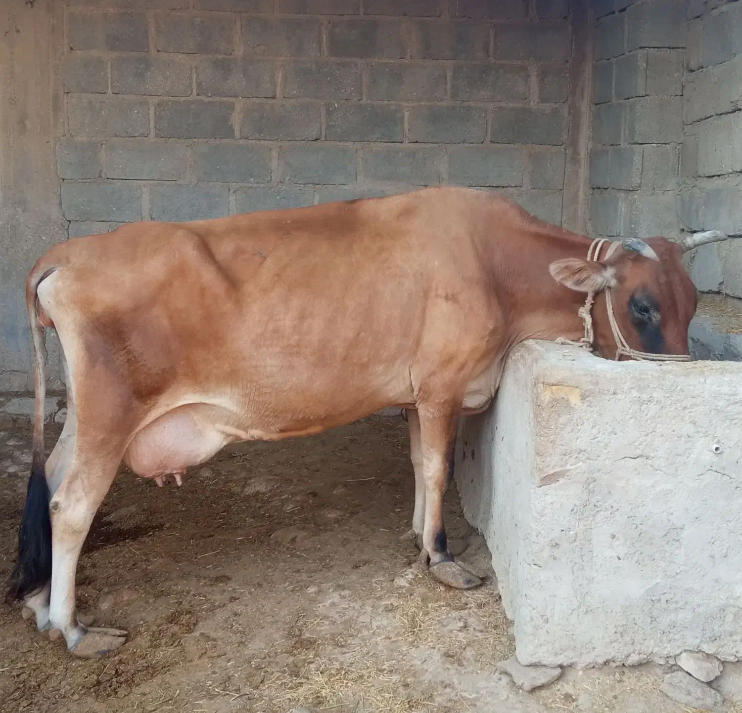 گاوجرسی|حیوانات مزرعه|مهر, |دیوار