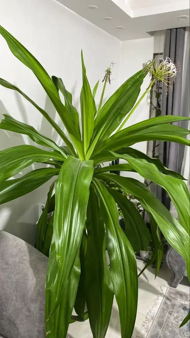 گل سوسن چتری (سوسن عنکبوتی)|گل و گیاه طبیعی|هشتگرد, هیو|دیوار