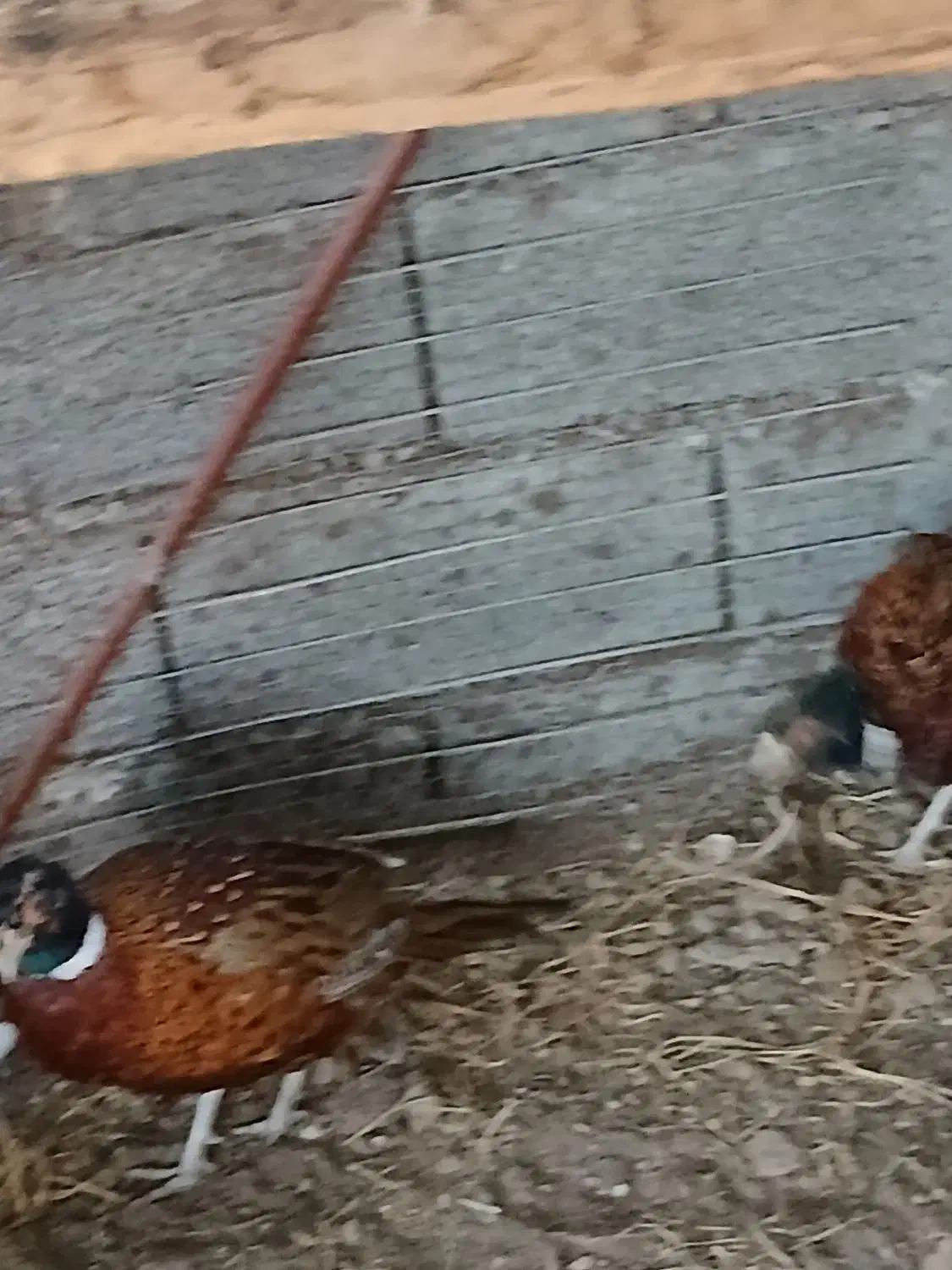 زیبا|حیوانات مزرعه|چاف و چمخاله, |دیوار