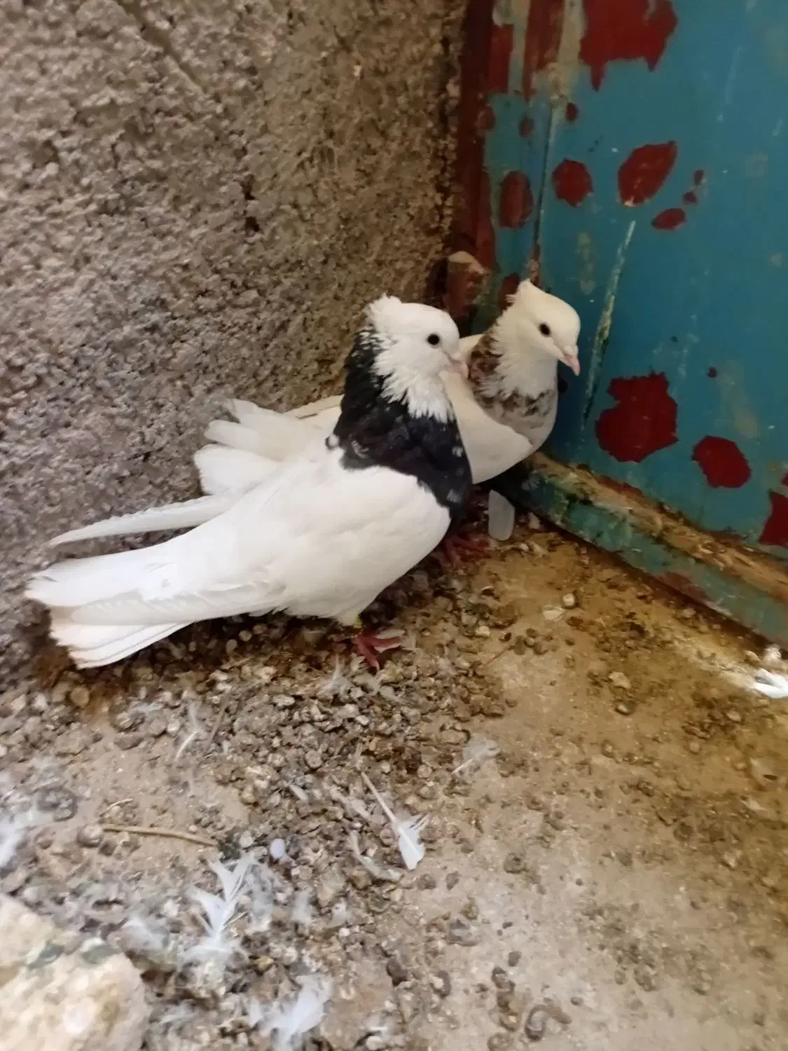 یک جفت طوقی کرمانشاهی|پرنده|پاسارگاد, |دیوار