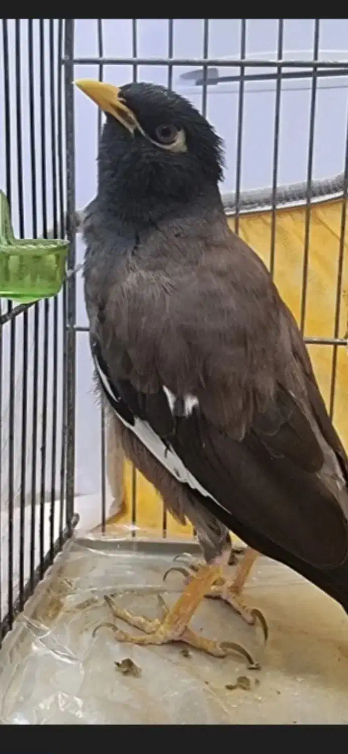 گمشده|پرنده|تربت‌حیدریه, آغوی|دیوار