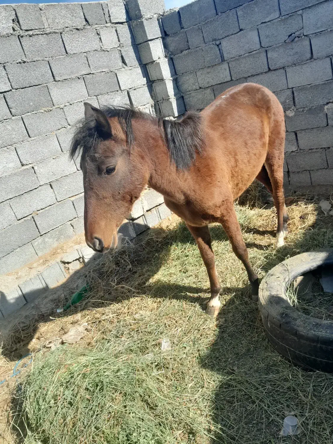 مادیان دوساله|اسب و تجهیزات اسب‌سواری|نوشین شهر, |دیوار