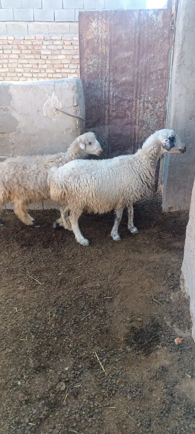 ۶ راس میش وبره|حیوانات مزرعه|کربال, |دیوار