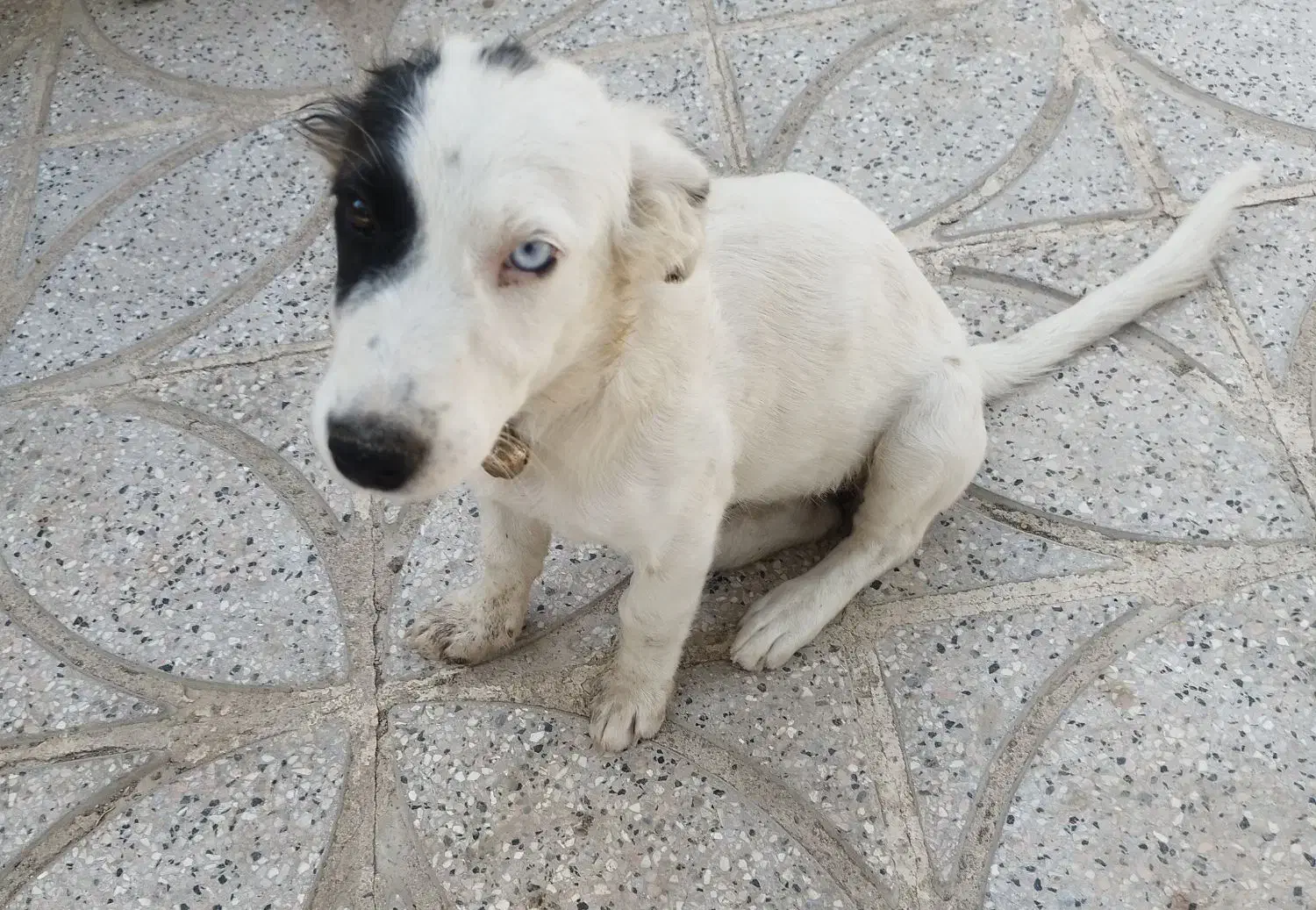 سگ پا کوتاه|سگ|گناباد, |دیوار